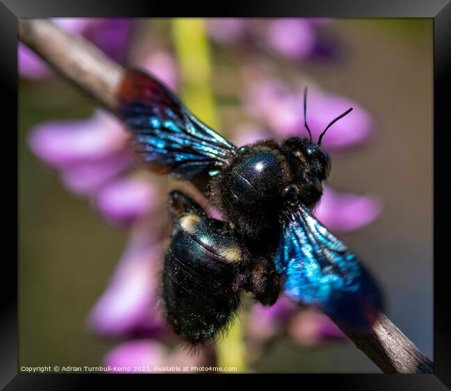 A female carpenter bee (Xylocopa caffra) at rest. Framed Print by Adrian Turnbull-Kemp