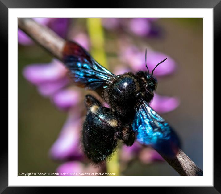 A female carpenter bee (Xylocopa caffra) at rest. Framed Mounted Print by Adrian Turnbull-Kemp