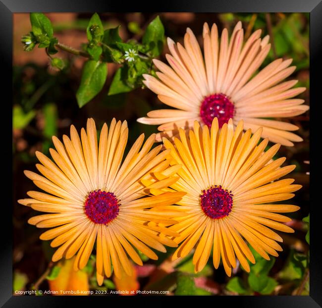 Close-up of yellow Livingstone daisies (Cleretum b Framed Print by Adrian Turnbull-Kemp