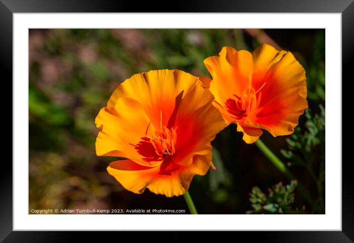 California poppies (Eschscholzia californica). Framed Mounted Print by Adrian Turnbull-Kemp