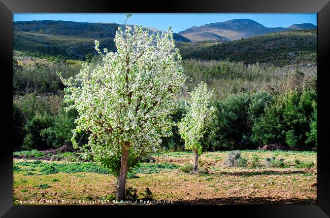 Wild pear trees below the Kouga mountains Framed Print by Adrian Turnbull-Kemp