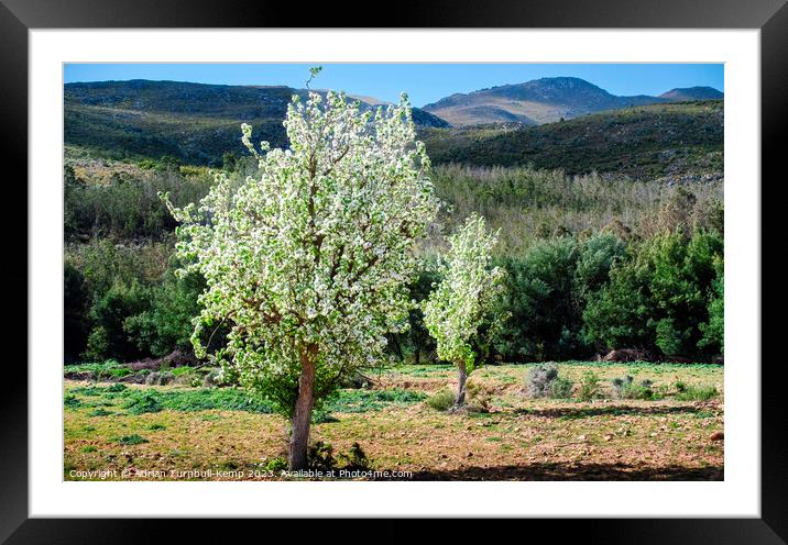 Wild pear trees below the Kouga mountains Framed Mounted Print by Adrian Turnbull-Kemp