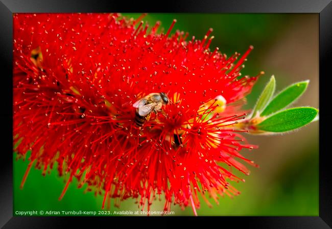 Busy bee. Framed Print by Adrian Turnbull-Kemp