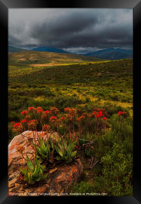 CApe speckled aloes in De Hoop valley Framed Print by Adrian Turnbull-Kemp