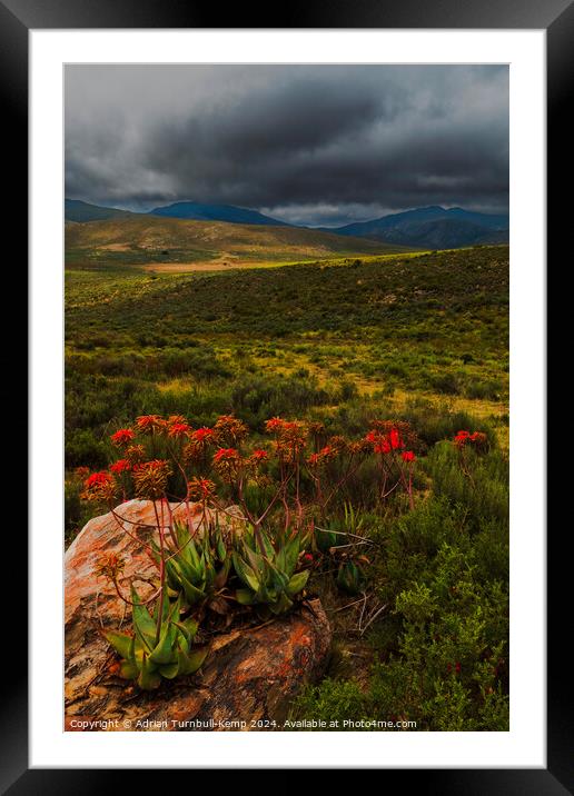 CApe speckled aloes in De Hoop valley Framed Mounted Print by Adrian Turnbull-Kemp
