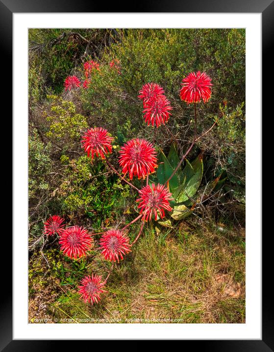 Cape speckled aloe by the side of the road. Framed Mounted Print by Adrian Turnbull-Kemp