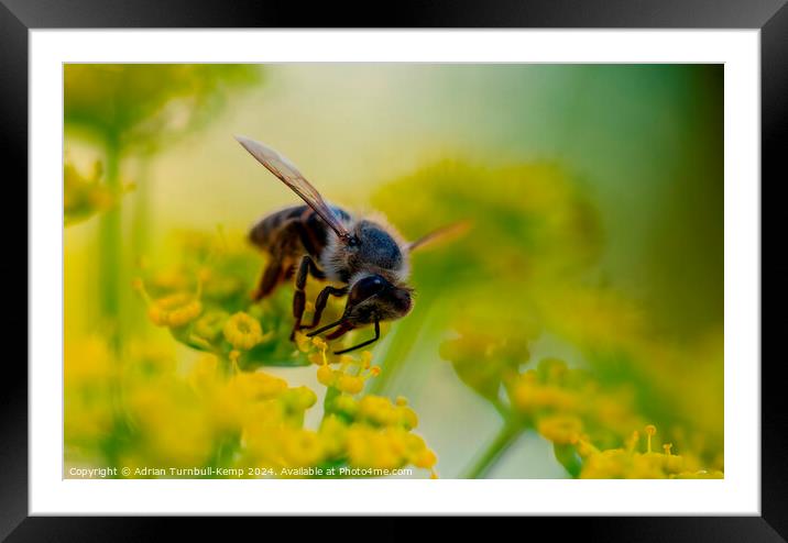 Cape honey bee (Apis mellifera capensis) feeding on fennel flowers Framed Mounted Print by Adrian Turnbull-Kemp