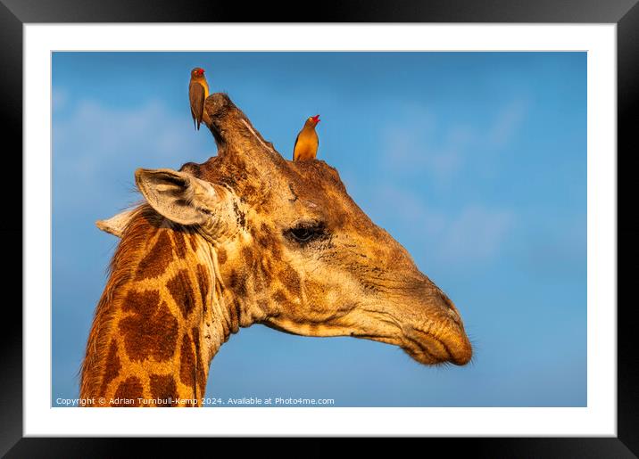 Giraffe bull adorned with red-billed ox-peckers. Framed Mounted Print by Adrian Turnbull-Kemp