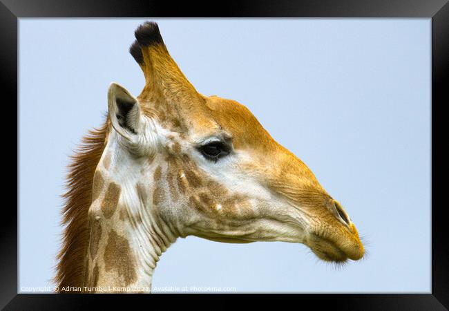 Old giraffe bull (Giraffa camelopardalis), Kraalkop Nature Reserve, North West, South Africa. Framed Print by Adrian Turnbull-Kemp