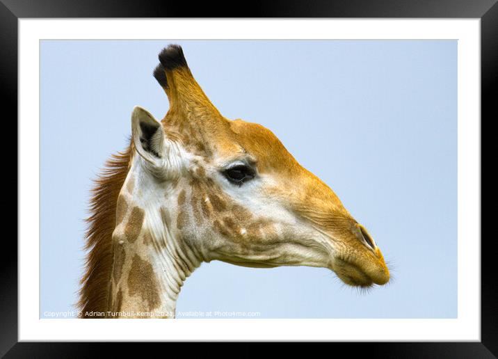 Old giraffe bull (Giraffa camelopardalis), Kraalkop Nature Reserve, North West, South Africa. Framed Mounted Print by Adrian Turnbull-Kemp