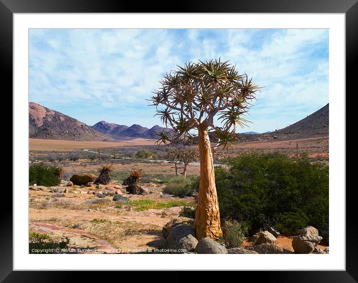 Lone tree aloe (Aloidendron dichotomum), Goegap Nature Reserve, Springbok, South Africa Framed Mounted Print by Adrian Turnbull-Kemp