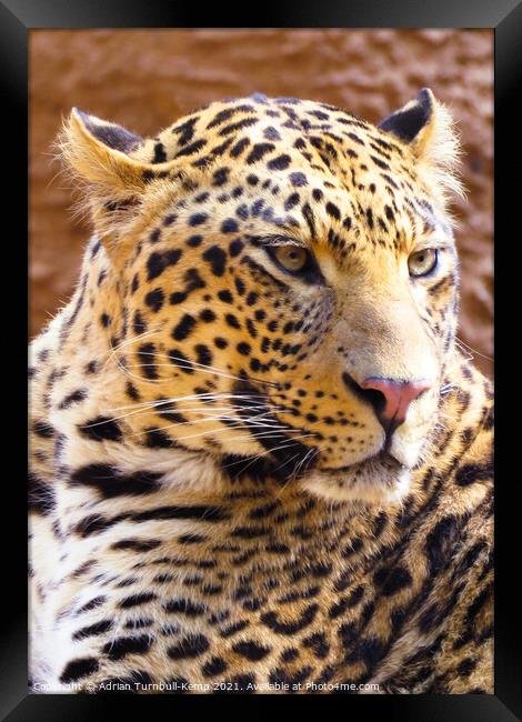 Irritable leopard (Panthera pardus), Hartbeespoort, Gauteng, South Africa Framed Print by Adrian Turnbull-Kemp