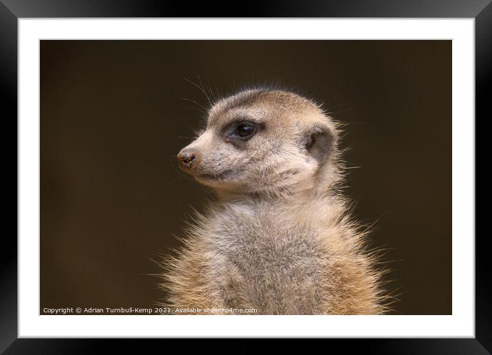 Meerkat sentinel #1, Hartbeespoort, North West, South Africa Framed Mounted Print by Adrian Turnbull-Kemp