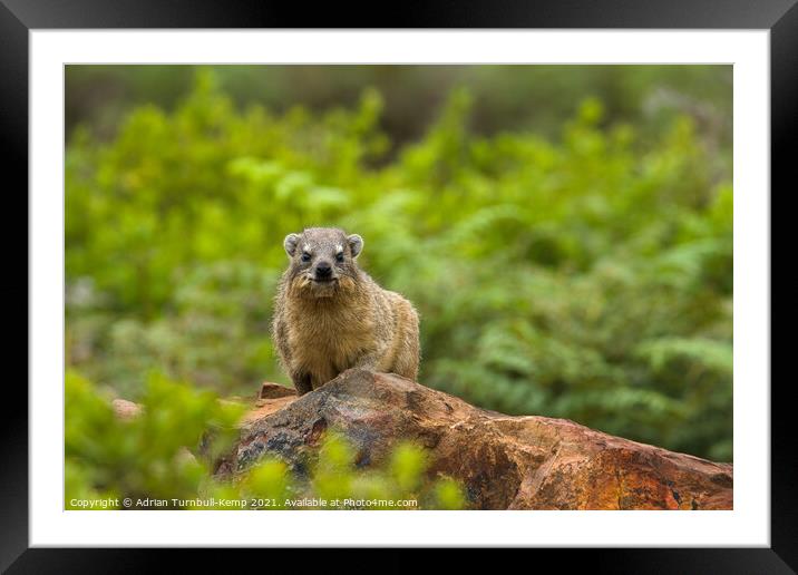 Hydrax (Procavia capensis), Kraalkop Nature Reserve, North West, South Africa.A brown bear sitting on a rock Framed Mounted Print by Adrian Turnbull-Kemp