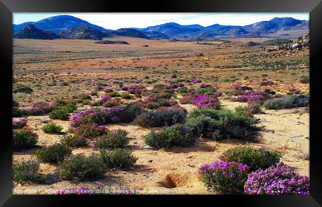 Wildflowers, Goegap Nature Reserve, Springok, Northern Cape Framed Print by Adrian Turnbull-Kemp