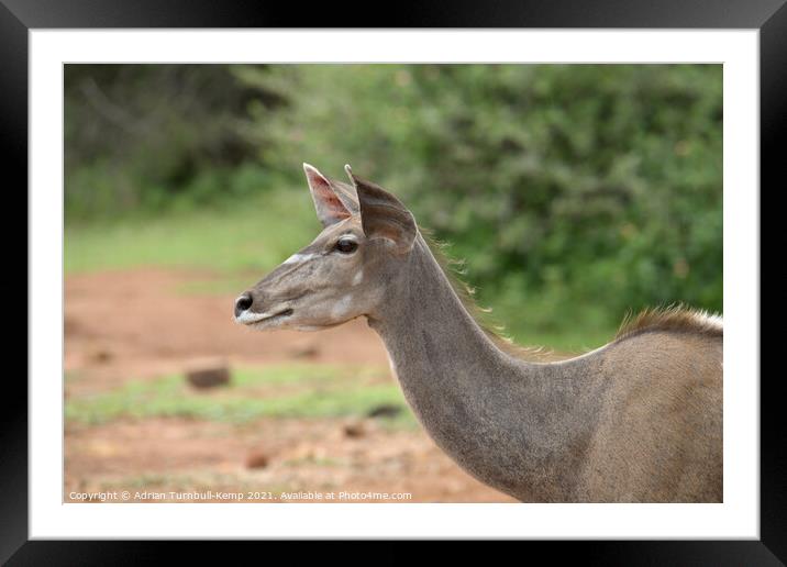 Female Greater Kudu, Pilanensberg National Game Re Framed Mounted Print by Adrian Turnbull-Kemp
