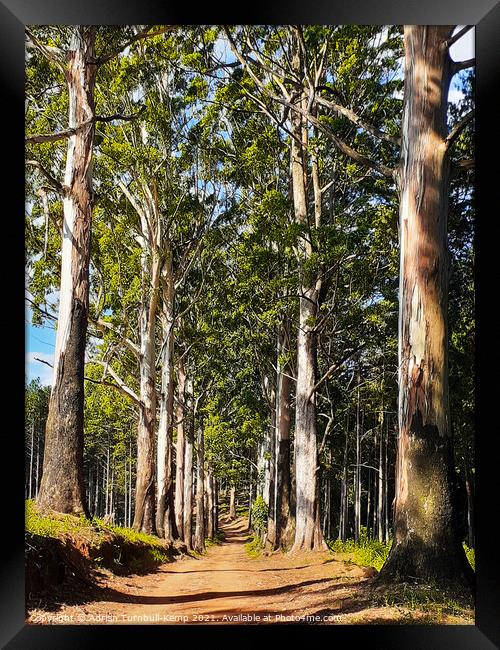 Blue gum lined farm road, Magoebaskloof, Limpopo Framed Print by Adrian Turnbull-Kemp