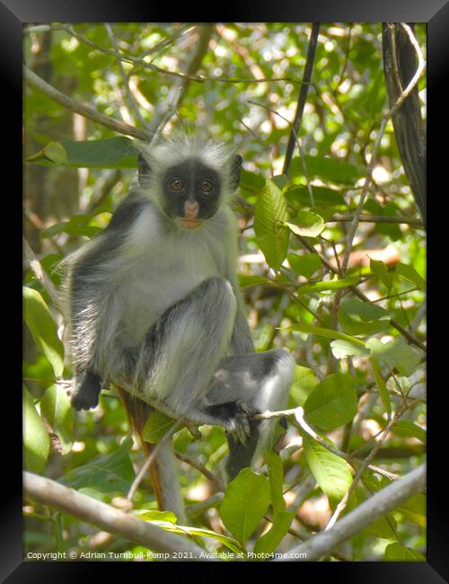 Cute inquisitive monkey, Zanzibar, Tanzania Framed Print by Adrian Turnbull-Kemp