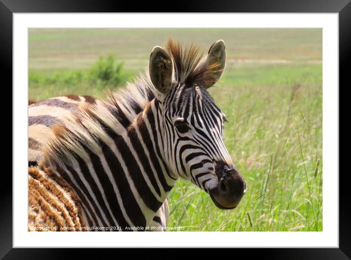 A zebra foal, Reitvlei Nature Reserve, Gauteng Framed Mounted Print by Adrian Turnbull-Kemp