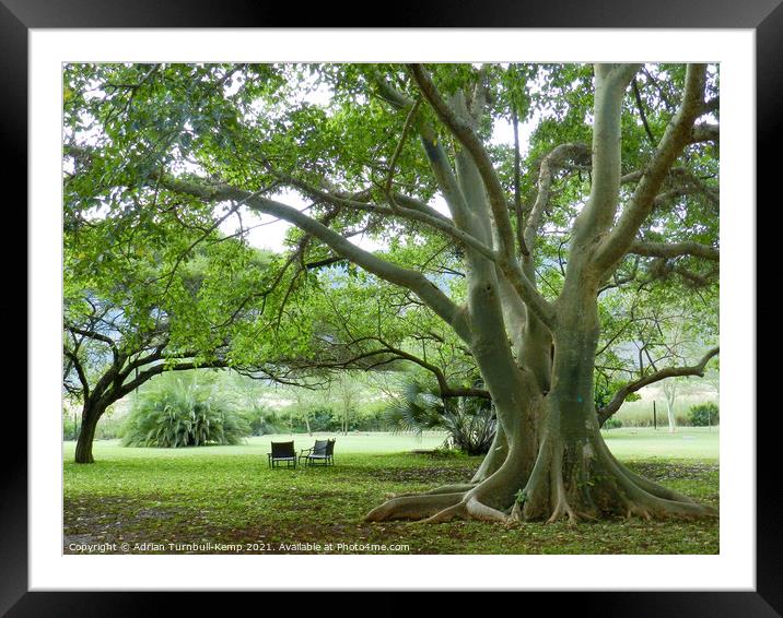 Wild fig tree, Mkuze, KwaZulu Natal, South Africa Framed Mounted Print by Adrian Turnbull-Kemp