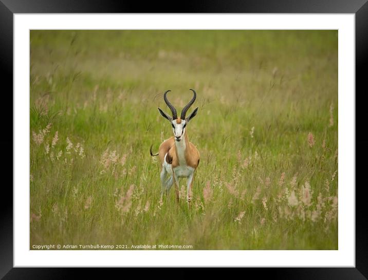 Inquisitive springbok ram, North West South Africa Framed Mounted Print by Adrian Turnbull-Kemp
