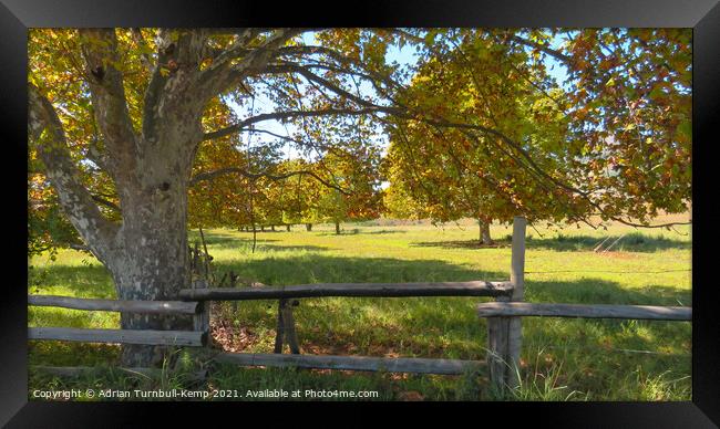 Autumnal scene near Winterton, Kwazulu Natal Framed Print by Adrian Turnbull-Kemp