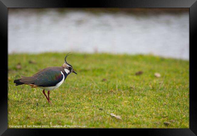 Lapwing in a field Framed Print by Ash Payne
