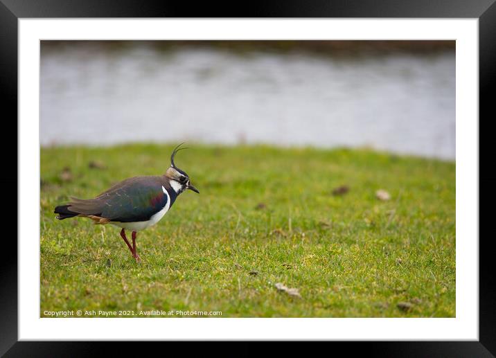 Lapwing in a field Framed Mounted Print by Ash Payne
