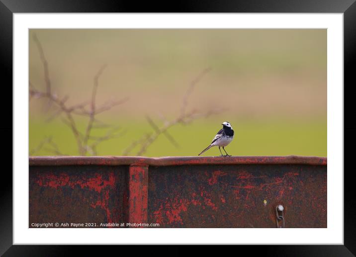 Pied Wagtail on a trailer Framed Mounted Print by Ash Payne