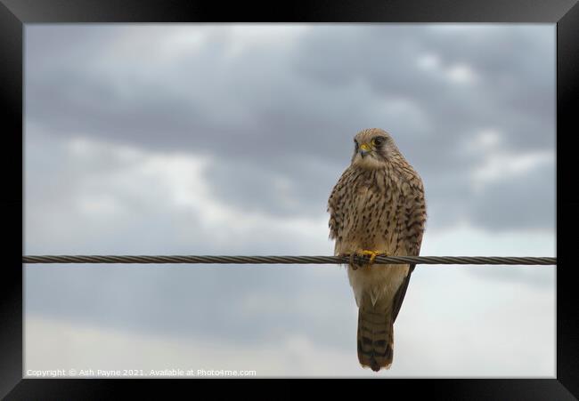 Female Kestrel  Framed Print by Ash Payne