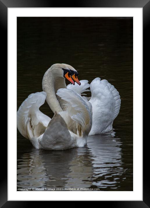 Swans mating Framed Mounted Print by steven bostock