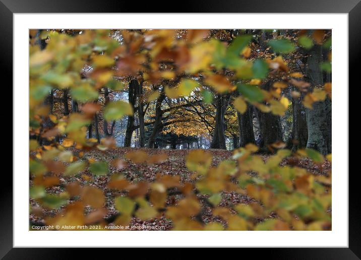 Through the leaves, Autumn Walk Framed Mounted Print by Alister Firth Photography