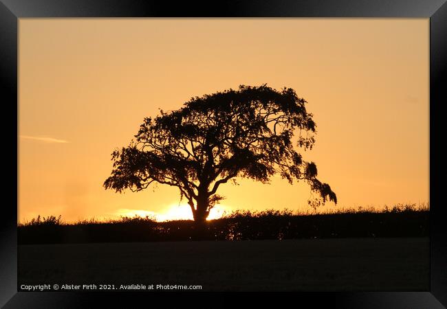Tree sunset Framed Print by Alister Firth Photography