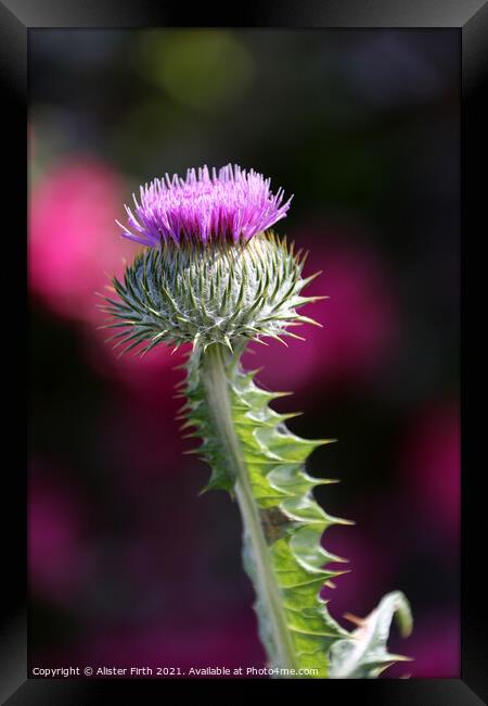 Scottish Thistle Framed Print by Alister Firth Photography