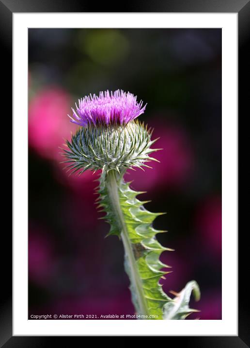 Scottish Thistle Framed Mounted Print by Alister Firth Photography