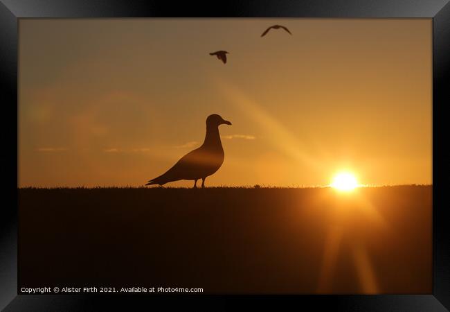 Seagull sunset Framed Print by Alister Firth Photography