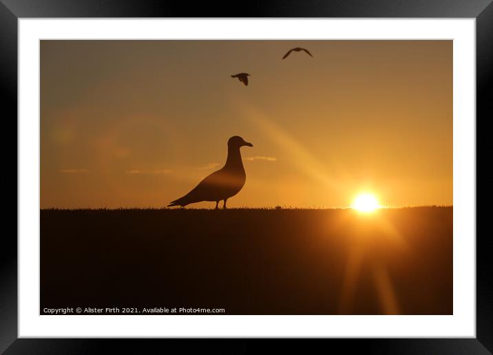 Seagull sunset Framed Mounted Print by Alister Firth Photography