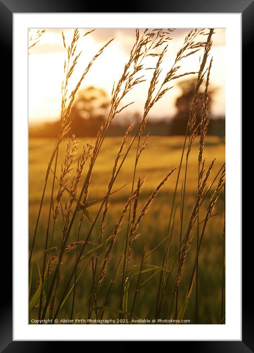 Fields of Gold Framed Mounted Print by Alister Firth Photography