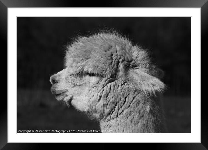 Alpaca Portrait Framed Mounted Print by Alister Firth Photography