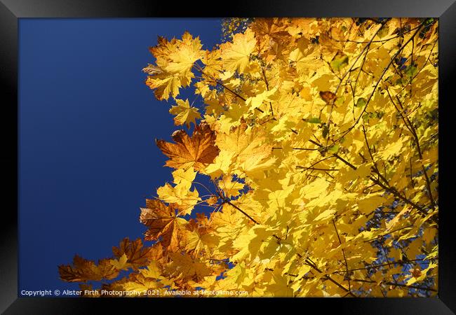 Golden Leaves Framed Print by Alister Firth Photography