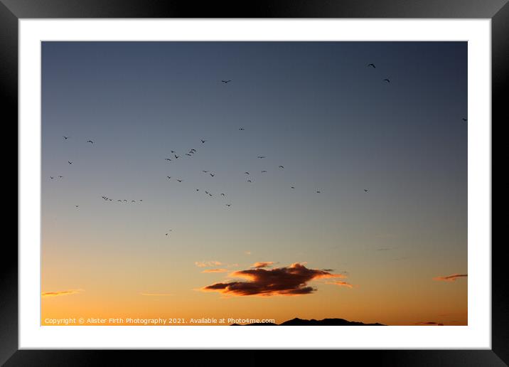 Migration heading home Framed Mounted Print by Alister Firth Photography