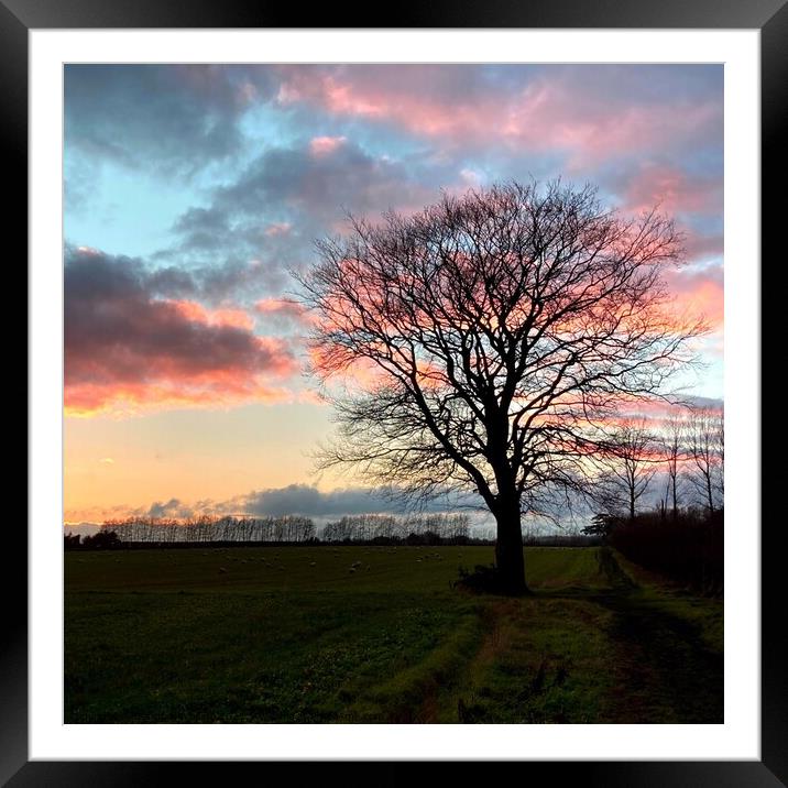 silhouetted tree at dusk  Framed Mounted Print by Deborah Welfare