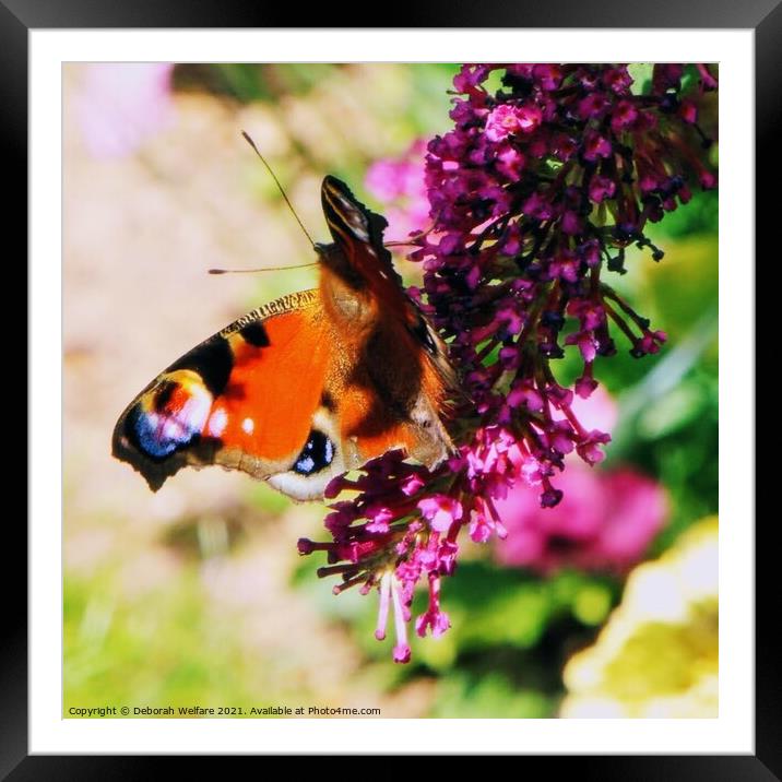 Peacock butterfly Framed Mounted Print by Deborah Welfare