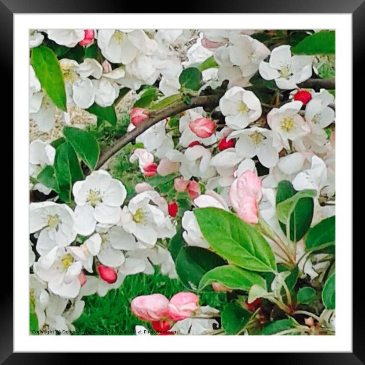 Apple Blossom Framed Mounted Print by Deborah Welfare