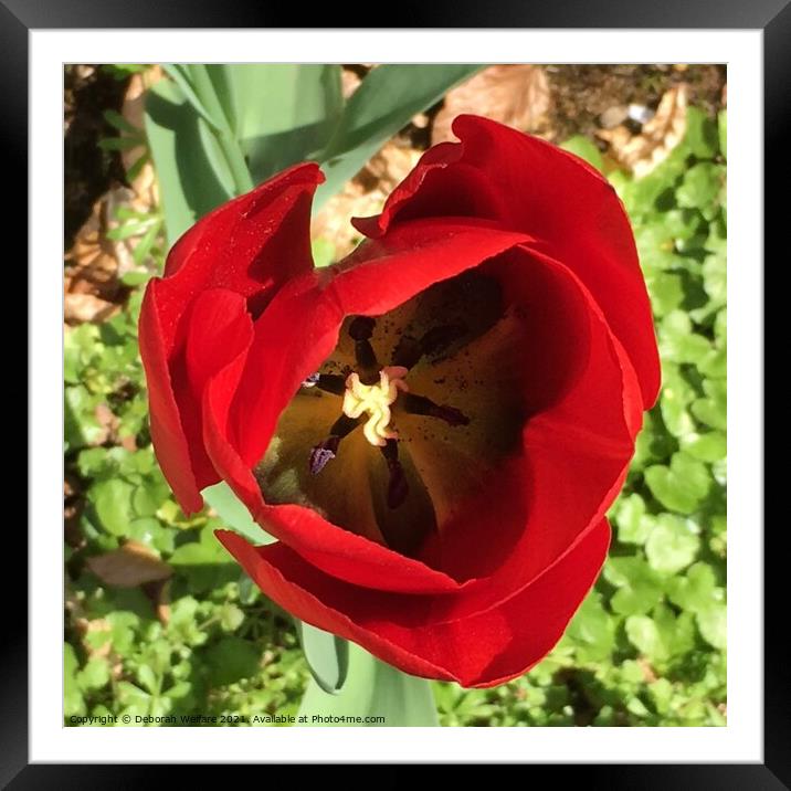 Red tulip head Framed Mounted Print by Deborah Welfare