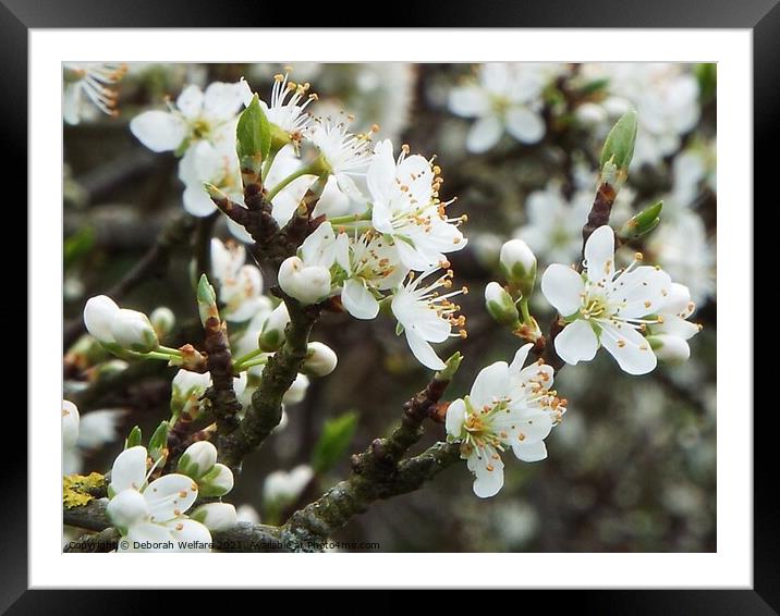 Beautiful blossom Framed Mounted Print by Deborah Welfare