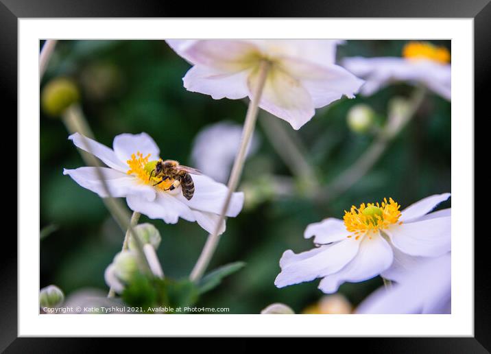 Bee on the white flower Framed Mounted Print by Kateryna Tyshkul