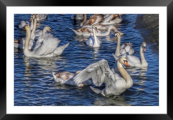 Swans bathing  Framed Mounted Print by Ian Fairbrother