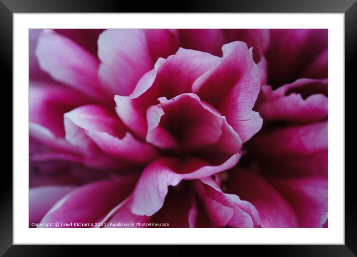 Pink Petals Close Up Framed Mounted Print by Lloyd Richards