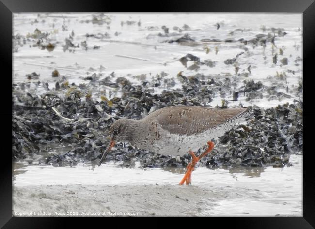 Redshank searching for food at edge of the Thames Framed Print by Joan Rosie